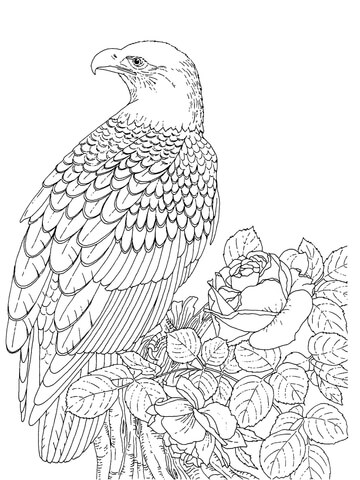 Realistic Bald Eagle Coloring Page